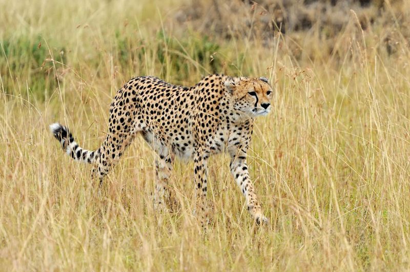 Cheetah hunting