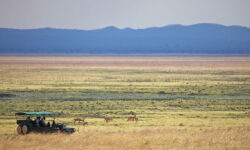 game_drive-katavi-national_park