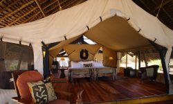 luxurious-tents-at-jongomero