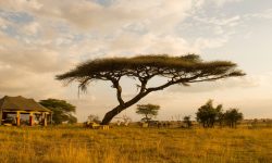 namiri-plains-guest-tent-outdoor-area