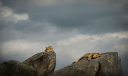 namiri-plains-lioness-rock-formation