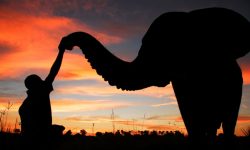 Africa; Botswana; Okavango Delta; Sanctuary Baines' Camp; Elephant interaction