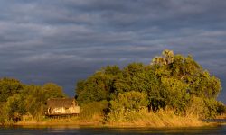 Sindabezi Island, part of Tongabezi  Lodge with Lala palm (Hyphaene coriacea). Victoria Falls. Livingstone. Zambia