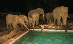 Elephants at night - Nehimba Lodge