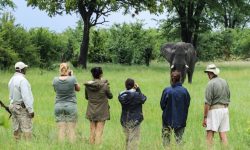 Walking Safari - Bomani Lodge - Hwange