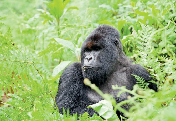 Gorilla in Rwanda